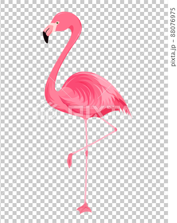 片足立ちのフラミンゴのイラスト 片足立ちのフラミンゴのイラスト 88076975