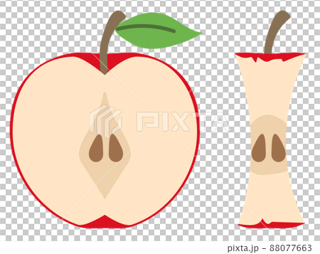 Illustration of an apple cut in half and its core Illustration of an apple cut in half and its core 88077663