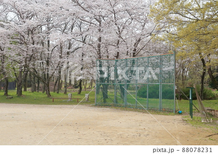 野球場のバックネットと桜 88078231