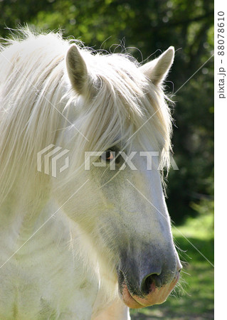 Large White Shire Horse in portrait aspect 88078610