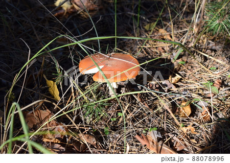 One big mushroom in the autumn forest. Nature, harvest concept. Selective focus One big mushroom in the autumn forest. Nature, harvest concept. Selective focus 88078996