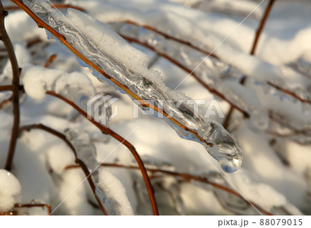 Frozen branches of the trees with ice on the background of a cloudless sky Frozen branches of the trees with ice on the background of a cloudless sky 88079015