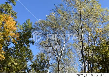 Yellow fallen leaves. Tree against blue sky. Yellow Tree Leaves Composition Over Sky. Beautiful autumn tree and blue sky. Autumn Nature concept. Trees on a sunny autumn day. Yellow fallen leaves. Tree against blue sky. Yellow Tree Leaves Composition Over Sky. Beautiful autumn tree and blue sky. Autumn Nature concept. Trees on a sunny autumn day. 88079172