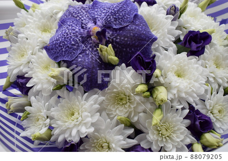 Close up purple orchid, Vanda Sansai purple and white chrysanthemums 88079205