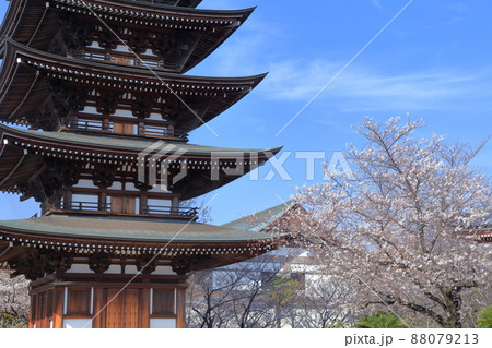 桜と五重塔(覚王山 日泰寺 愛知県 名古屋市) 桜と五重塔(覚王山 日泰寺 愛知県 名古屋市) 88079213