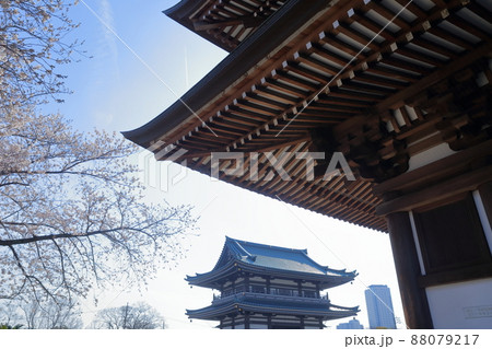 桜と五重塔(覚王山 日泰寺 愛知県 名古屋市) 桜と五重塔(覚王山 日泰寺 愛知県 名古屋市) 88079217