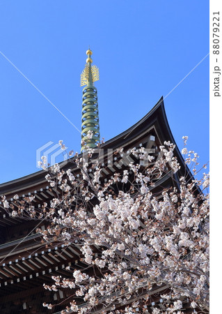 桜と五重塔(覚王山 日泰寺 愛知県 名古屋市) 桜と五重塔(覚王山 日泰寺 愛知県 名古屋市) 88079221