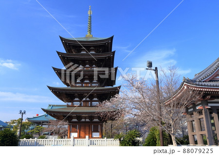 桜と五重塔、鐘撞き堂(覚王山 日泰寺 愛知県 名古屋市) 桜と五重塔、鐘撞き堂(覚王山 日泰寺 愛知県 名古屋市) 88079225
