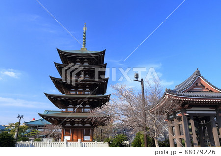 桜と五重塔、鐘撞き堂(覚王山 日泰寺 愛知県 名古屋市) 桜と五重塔、鐘撞き堂(覚王山 日泰寺 愛知県 名古屋市) 88079226