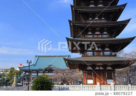 桜と五重塔、本堂(覚王山 日泰寺 愛知県 名古屋市) 桜と五重塔、本堂(覚王山 日泰寺 愛知県 名古屋市) 88079227