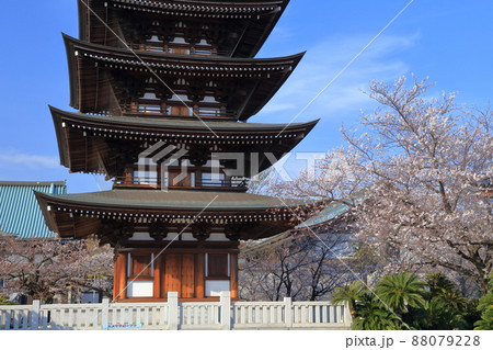桜と五重塔(覚王山 日泰寺 愛知県 名古屋市) 桜と五重塔(覚王山 日泰寺 愛知県 名古屋市) 88079228