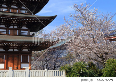 桜と五重塔(覚王山 日泰寺 愛知県 名古屋市) 桜と五重塔(覚王山 日泰寺 愛知県 名古屋市) 88079229