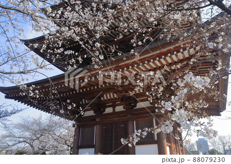 桜と五重塔（覚王山 日泰寺　愛知県 名古屋市） 88079230