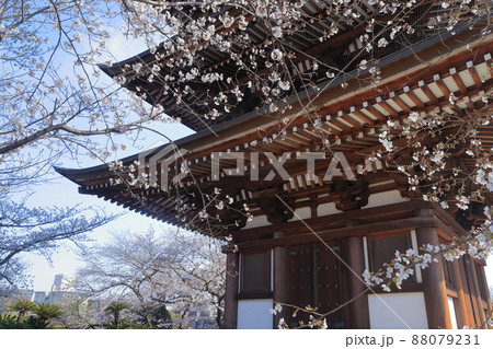 桜と五重塔(覚王山 日泰寺 愛知県 名古屋市) 桜と五重塔(覚王山 日泰寺 愛知県 名古屋市) 88079231
