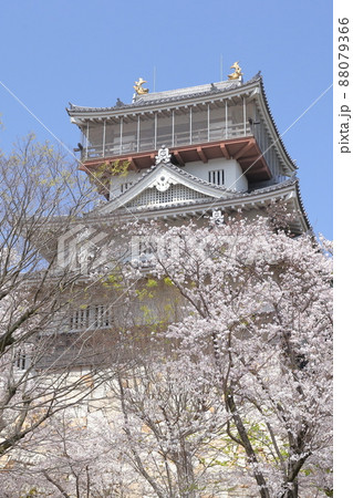 桜とお城（岩崎城　愛知県 日進市） 88079366