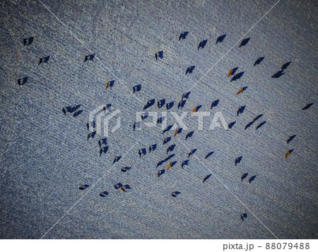 Cows aerial view, Buenos Aires,Argentina Cows aerial view, Buenos Aires,Argentina 88079488
