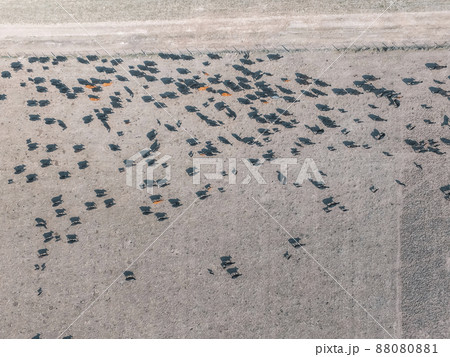 Beef production ,natural grass, Pampas, Argentina 88080881