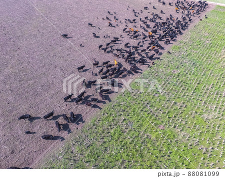 Cows aerial view, Buenos Aires,Argentina 88081099