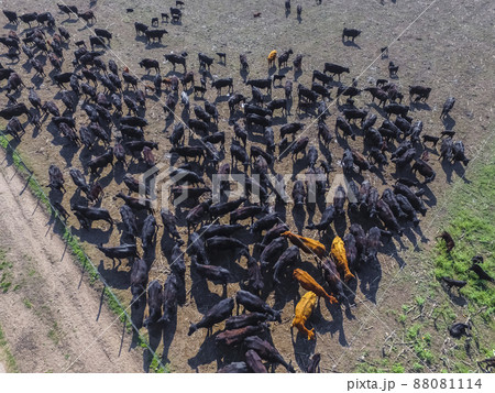 Cows aerial view, Buenos Aires,Argentina 88081114