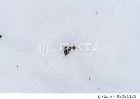 セッケイカワゲラ 88081129