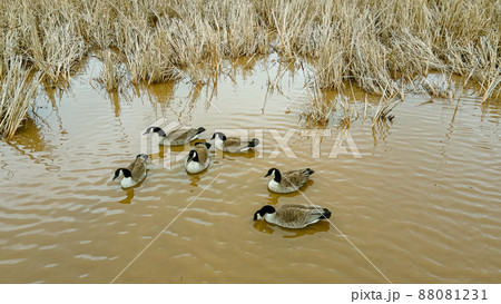 Geese in the morning as spring approaches 88081231