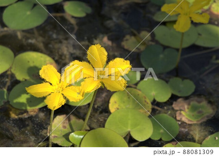 アサザ 植物 花 88081309