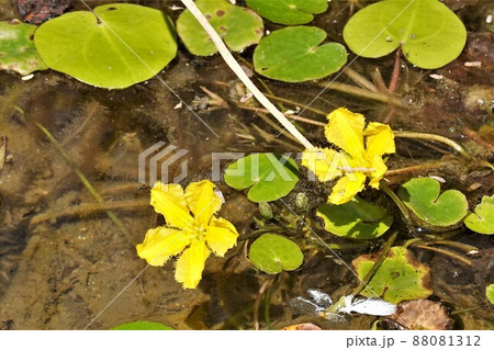 アサザ 植物 花 88081312
