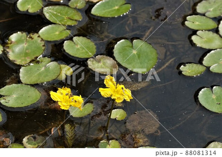 アサザ 植物 花 88081314