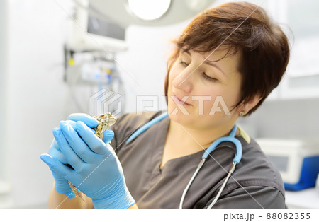 Veterinarian examines a toad in a veterinary clinic. Exotic animals. Health of pet. Animal care. Pet checkup, tests and vaccination. 88082355