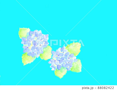 紫陽花 紫陽花 88082422