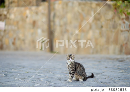 Wild cats on the streets of the medieval Phicardou (Fikardou) village, Cyprus. Wild cats on the streets of the medieval Phicardou (Fikardou) village, Cyprus. 88082658