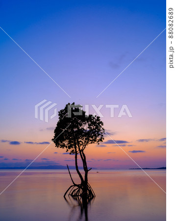 ヤエヤマヒルギと夕焼け ヤエヤマヒルギと夕焼け 88082689