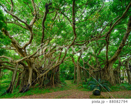 ガジュマル 88082794