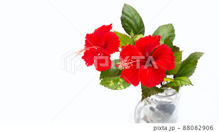Hibiscus flower with leaves in vase on white background. Hibiscus flower with leaves in vase on white background. 88082906