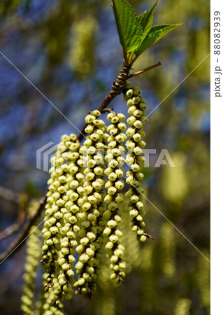 2979　ハチジョウキブシ 88082939