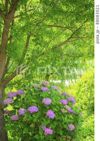 初夏の花　三原市三景園に咲く紫陽花 88083021