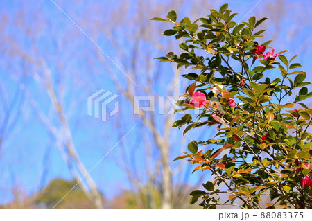 寒椿の花 寒椿の花 88083375