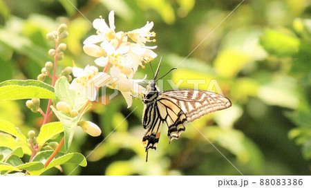 初夏のアゲハの蝶も生きている 初夏のアゲハの蝶も生きている 88083386