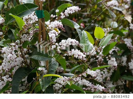 Flowering climbing plant Hardenbergia (Hardenbergia) 88083492