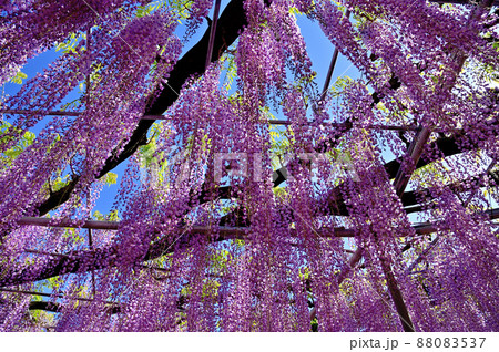 あしかがフラワーパーク・藤の花 あしかがフラワーパーク・藤の花 88083537