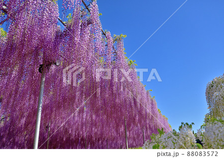 あしかがフラワーパーク・藤の花 あしかがフラワーパーク・藤の花 88083572