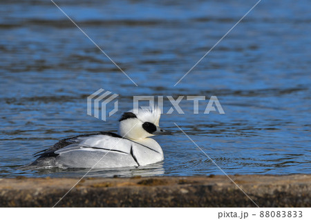 ミコアイサ ミコアイサ 88083833