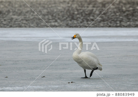 白鳥 88083949