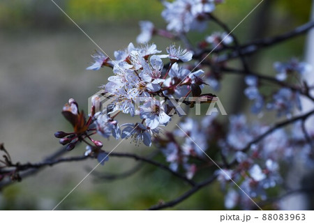 ベニバスモモ（紅葉李）の花 88083963