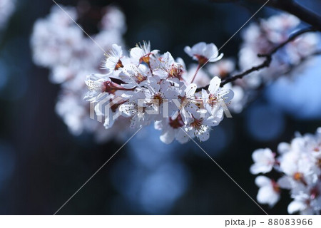 ベニバスモモ（紅葉李）の花 88083966