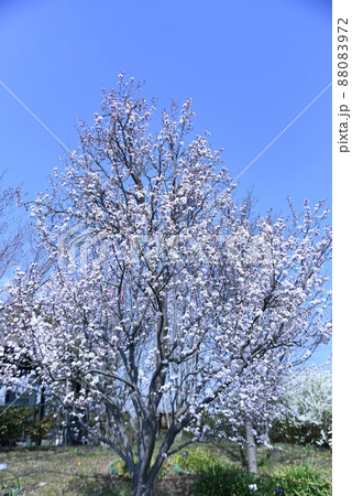 ベニバスモモ(紅葉李)の花 ベニバスモモ(紅葉李)の花 88083972