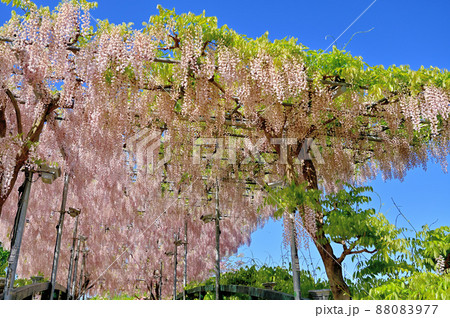 あしかがフラワーパーク・藤の花 あしかがフラワーパーク・藤の花 88083977