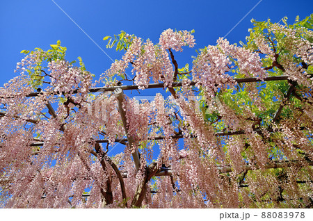 あしかがフラワーパーク・藤の花 あしかがフラワーパーク・藤の花 88083978