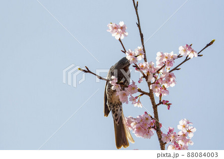 サクラの蜜をもとめて 88084003