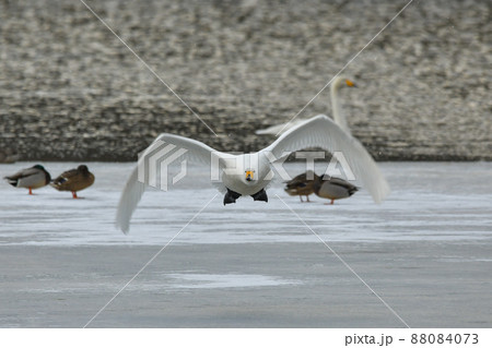 白鳥 白鳥 88084073
